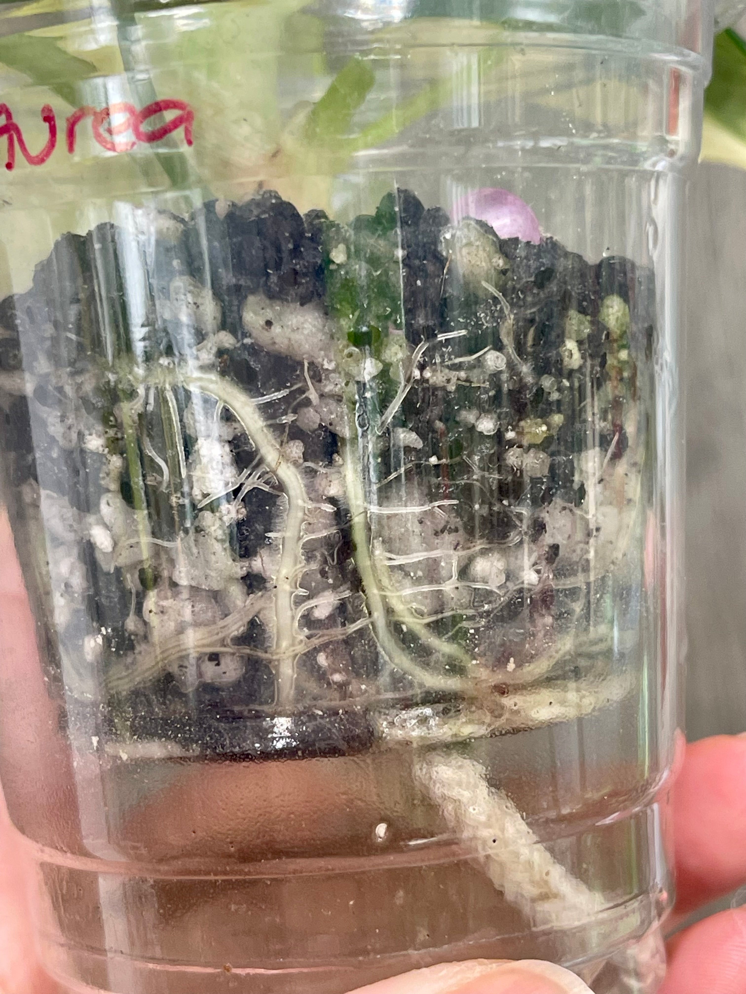 Alocasia Ninja Aurea