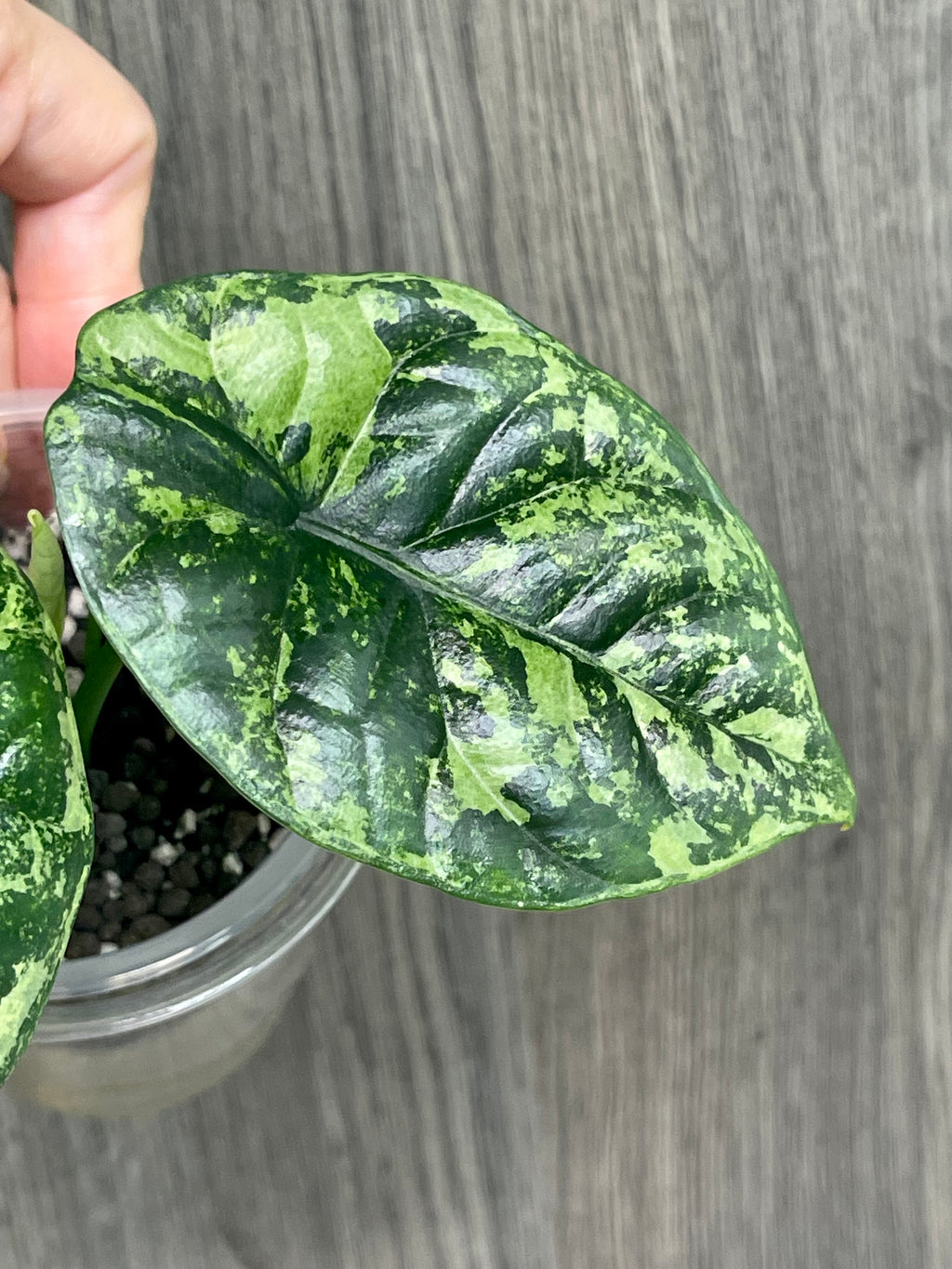 Alocasia Sinuata Albo Mint
