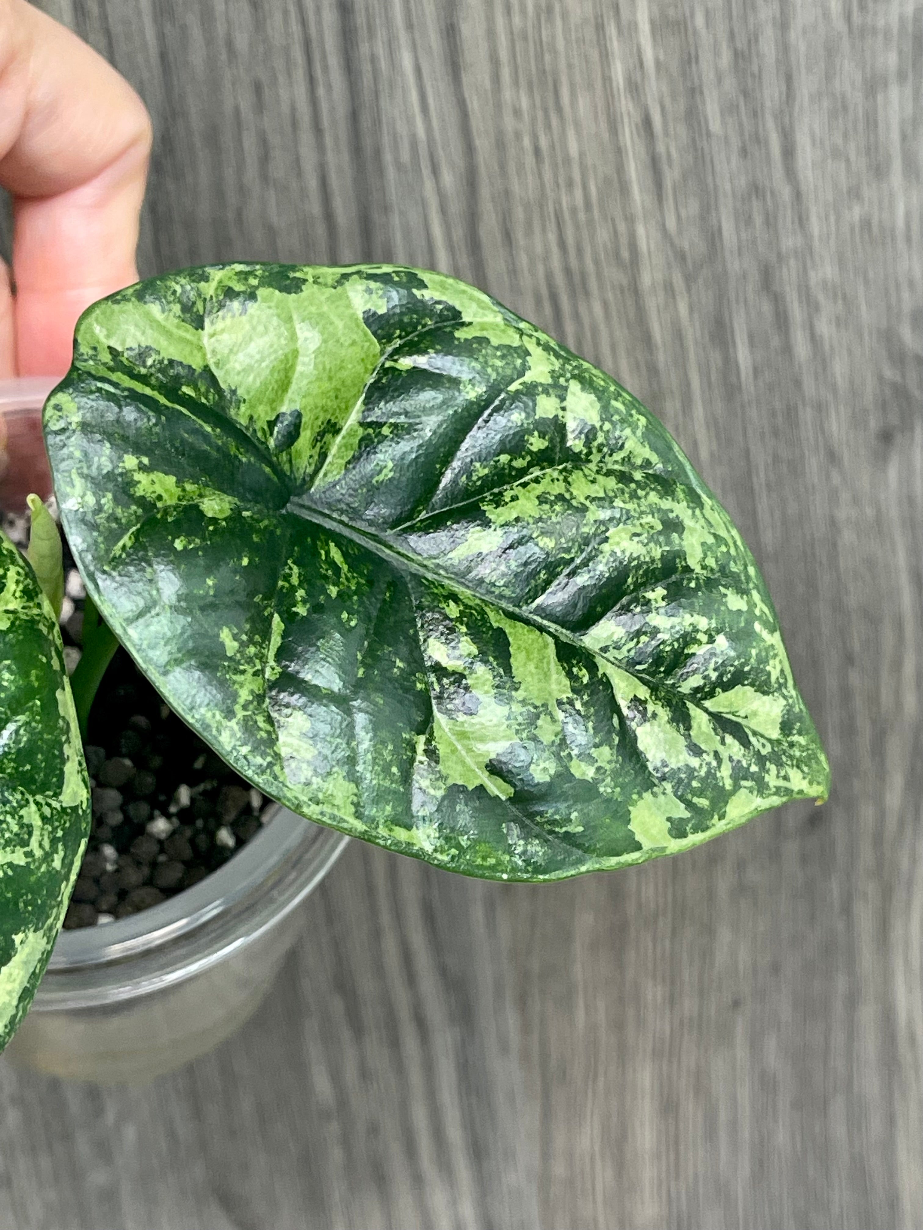 Alocasia Sinuata Albo Mint