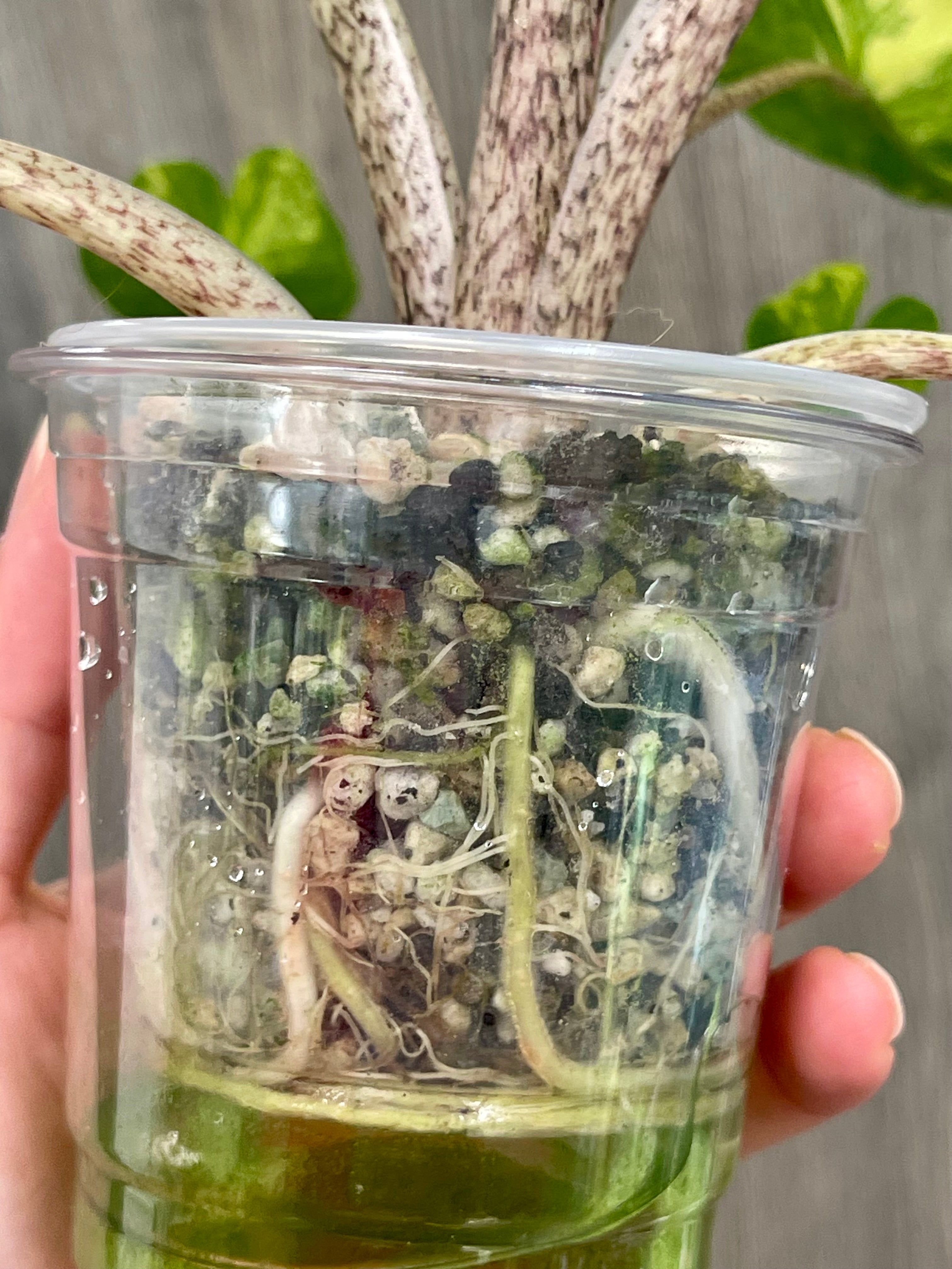 Alocasia Stingray Lime B