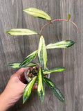 Hoya Rigidifolia Variegated