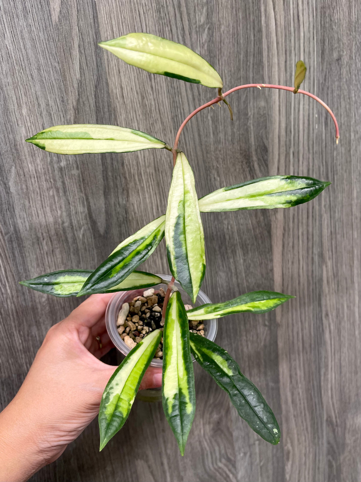 Hoya Rigidifolia Variegated