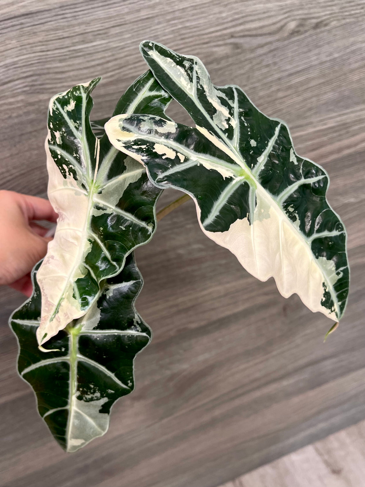 Alocasia Polly Pink