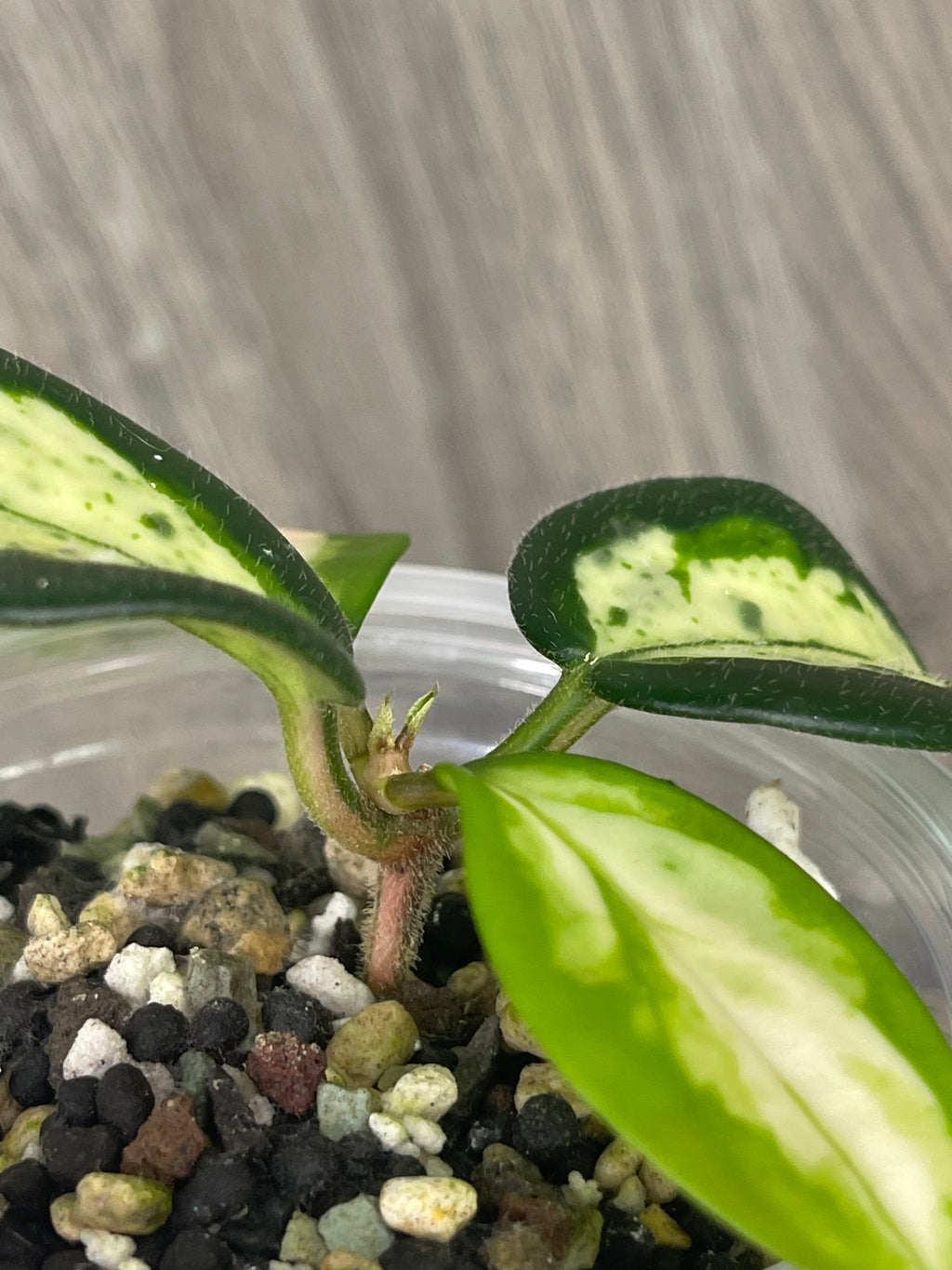 Hoya Madara Green Edge