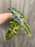 Alocasia Pseudo Aurea C
