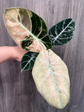 Alocasia Black Velvet Pink Mint