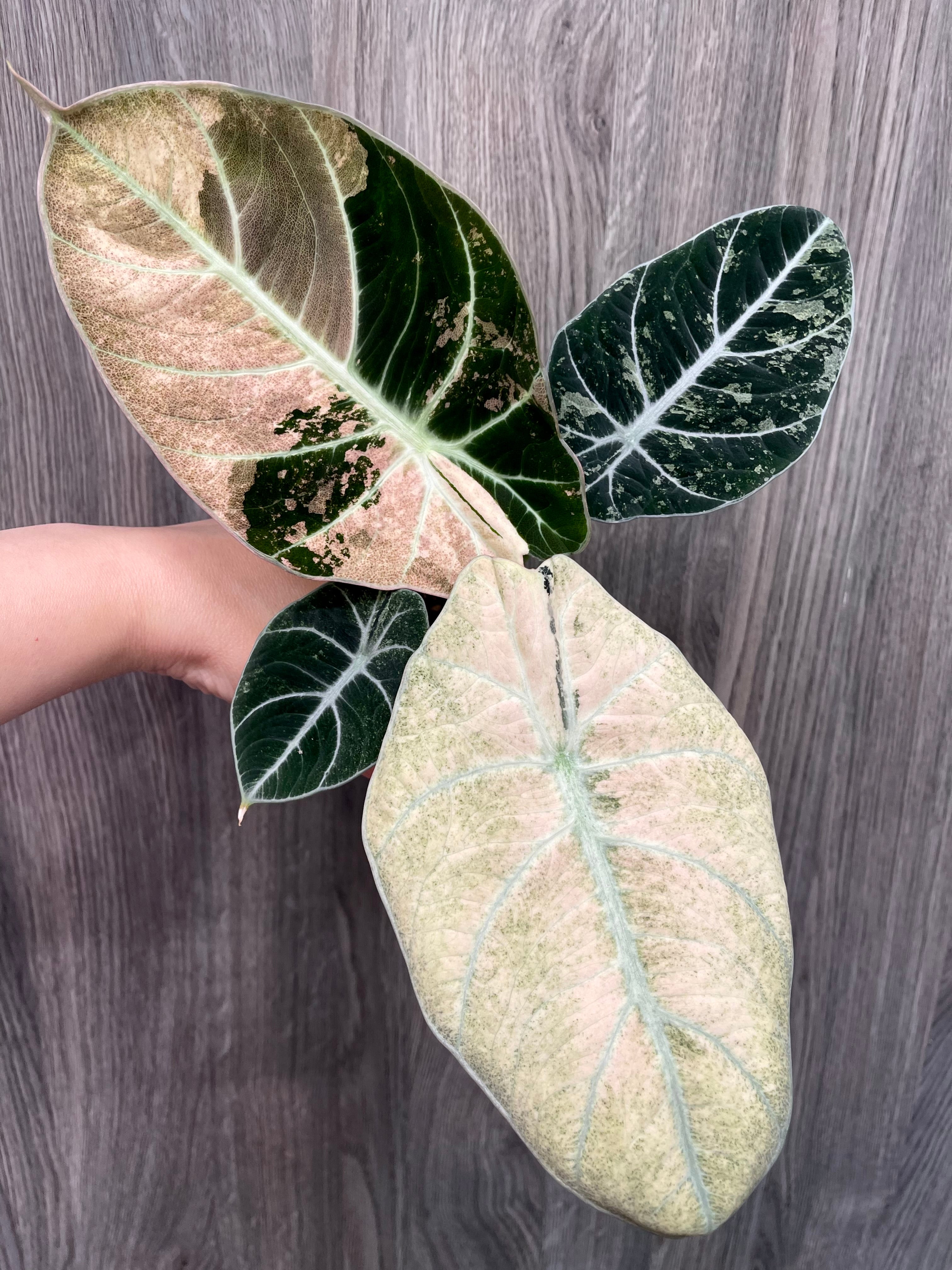 Alocasia Black Velvet Pink Mint