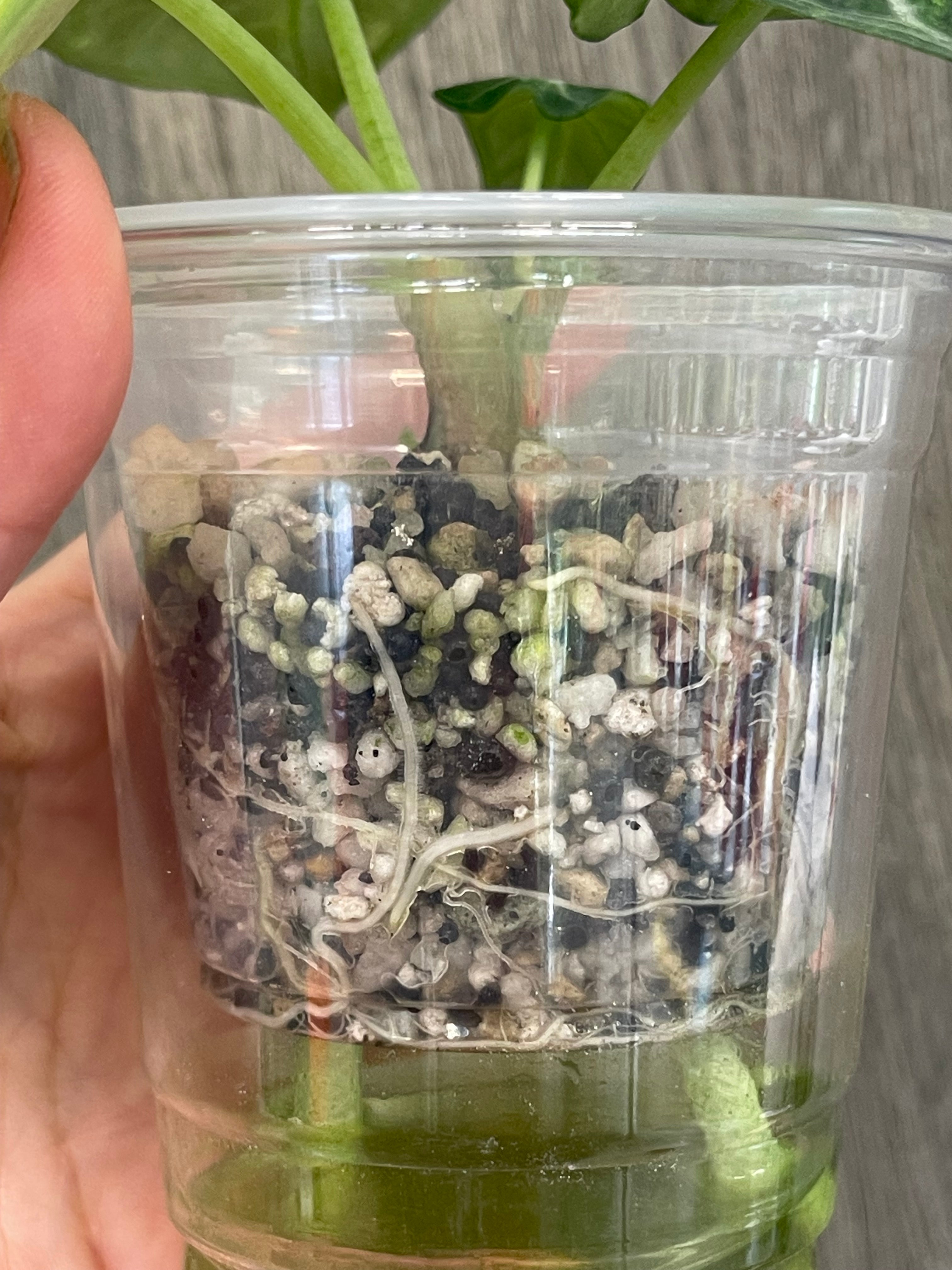 Alocasia Ninja Splash B