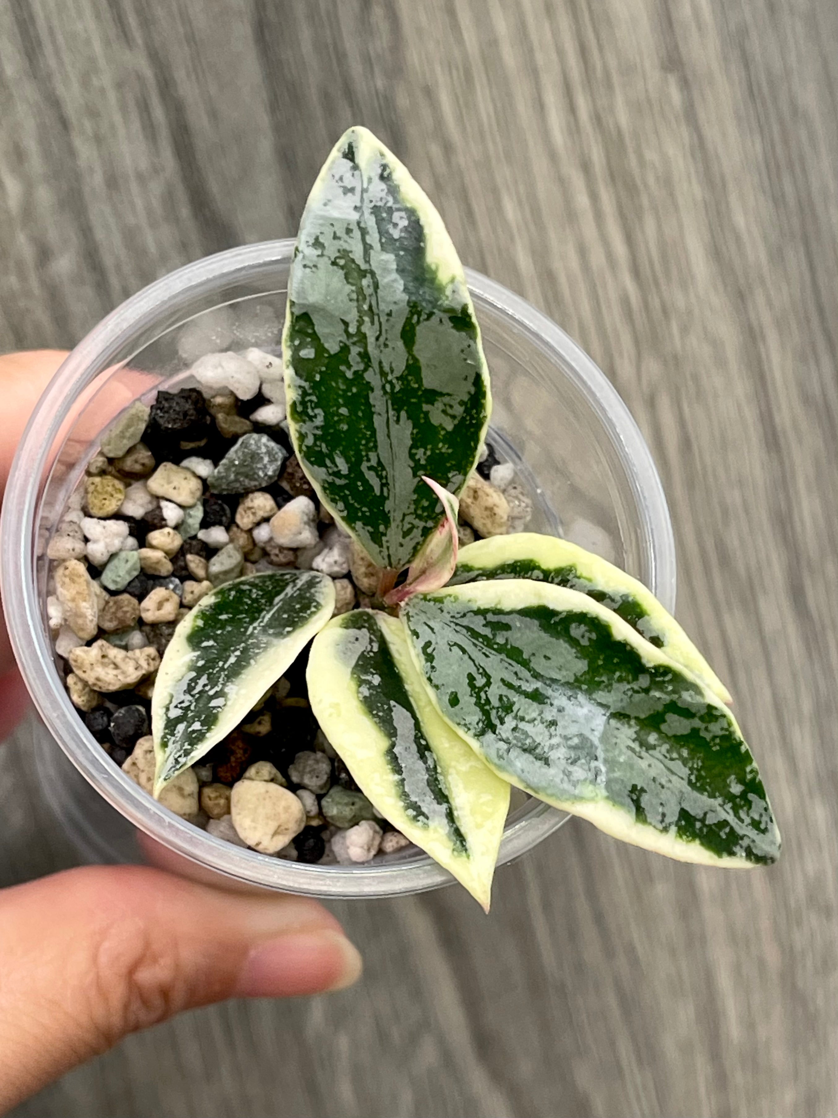 Hoya Lacunosa Lumina