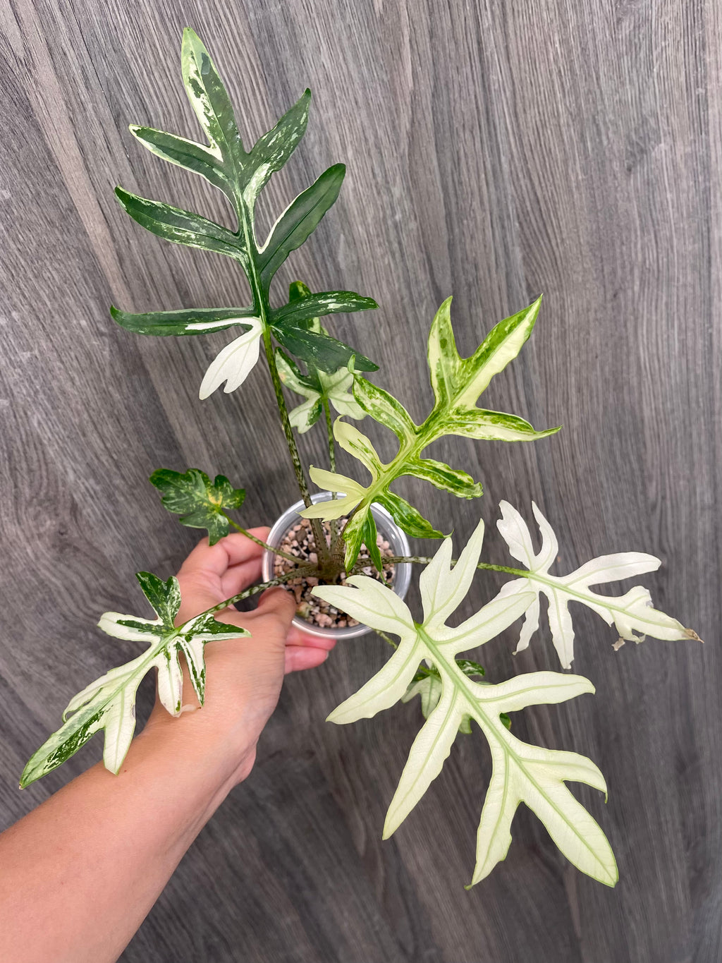 Alocasia Brancifolia Albo A