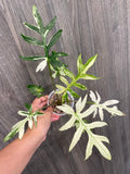 Alocasia Brancifolia Albo A