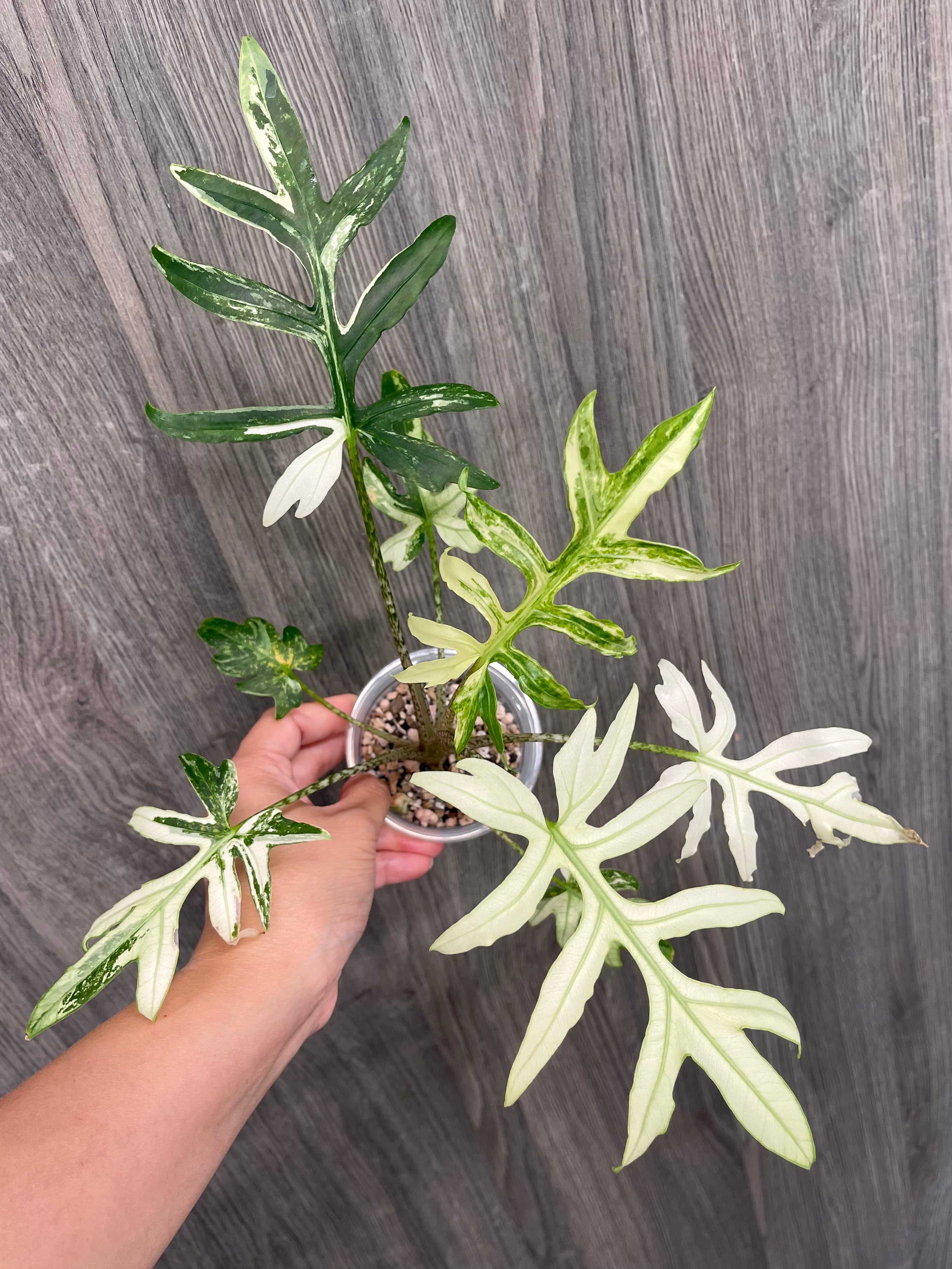 Alocasia Brancifolia Albo A