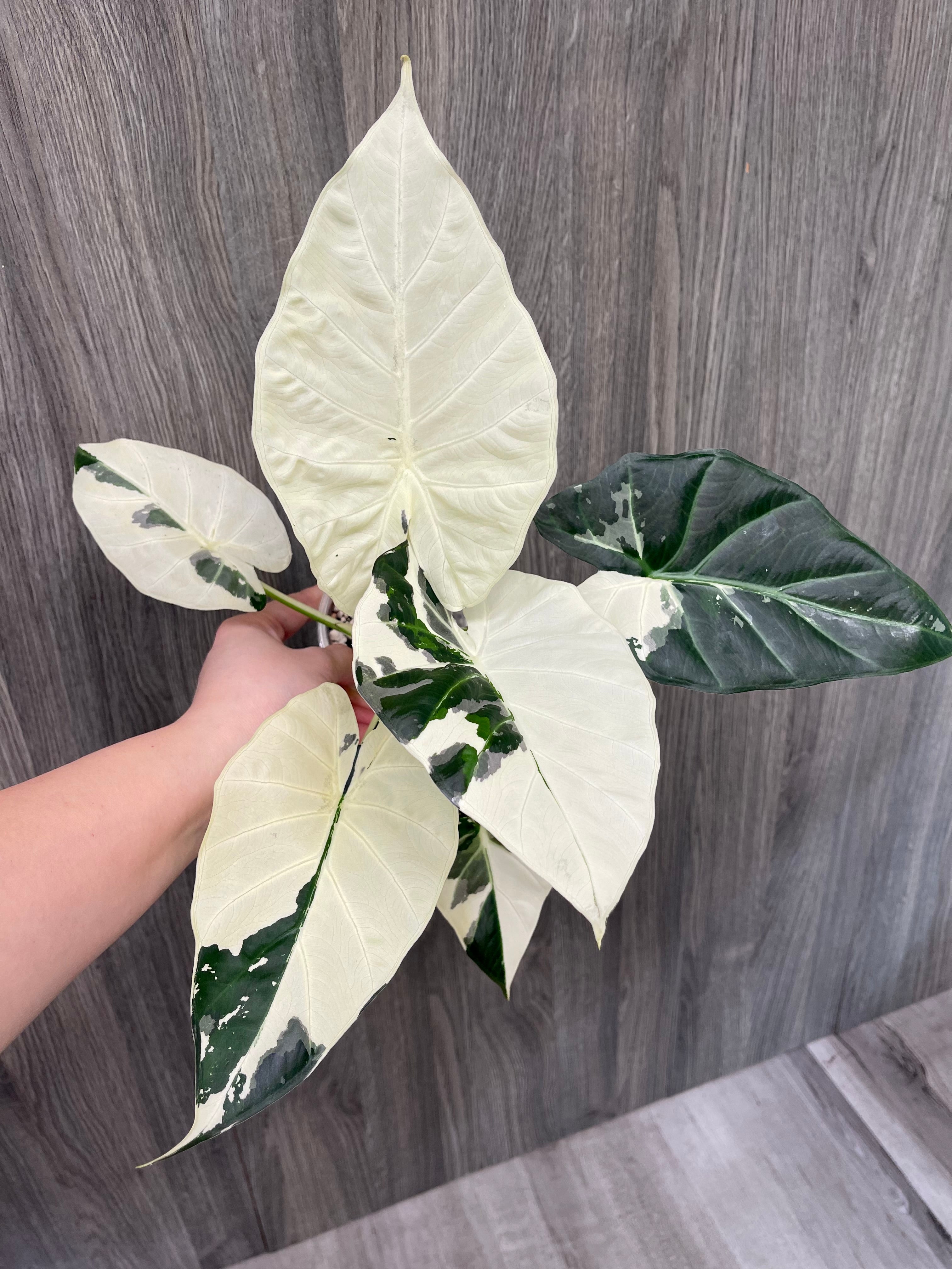Alocasia Regal Shield Albo