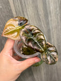 Alocasia Cuprea Latte