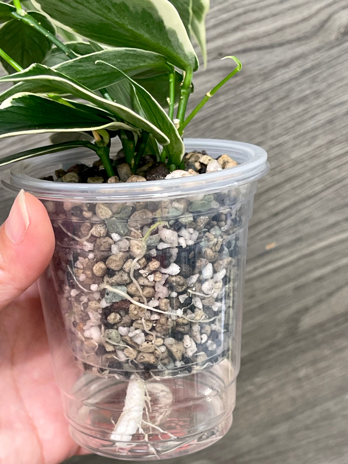 Hoya Polyneura Outer Variegated A