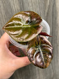 Alocasia Cuprea Latte