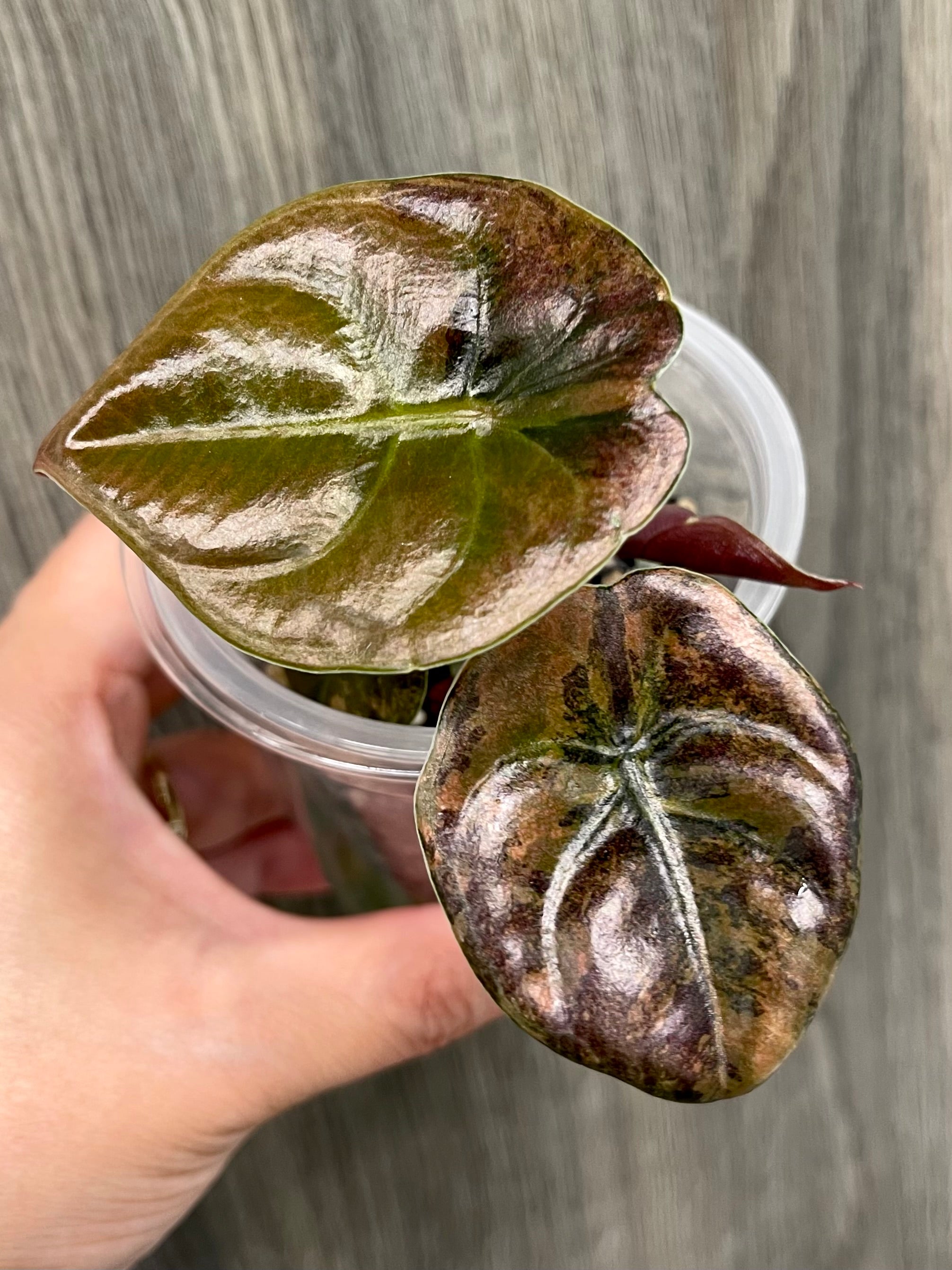 Alocasia Cuprea Latte