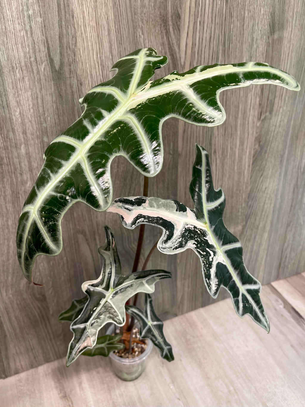 Alocasia Nobilis Pink C