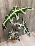 Alocasia Nobilis Pink C