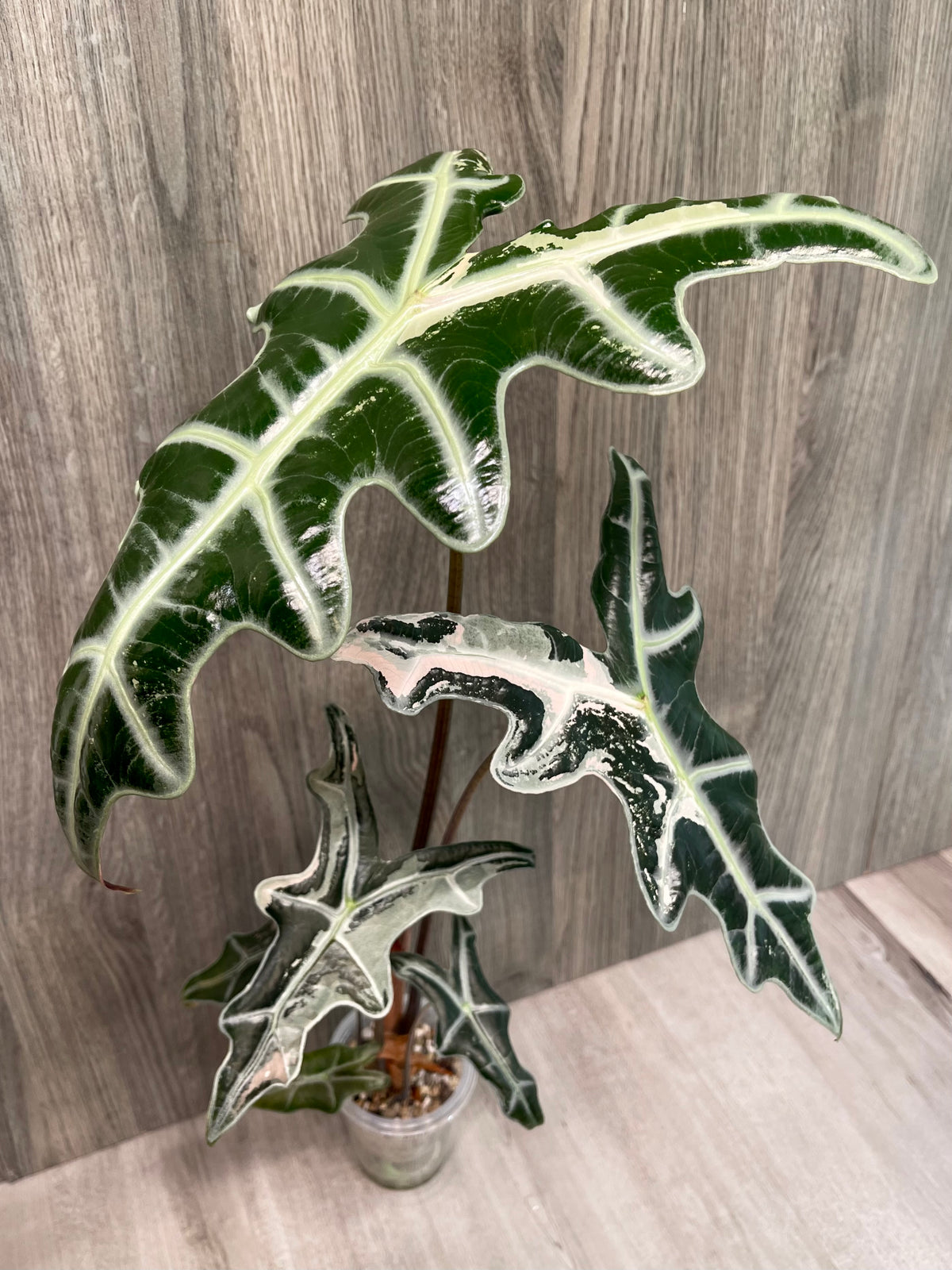 Alocasia Nobilis Pink C