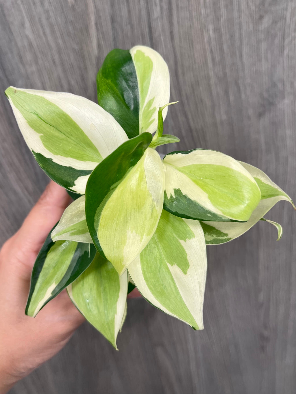 Philodendron Gabby B