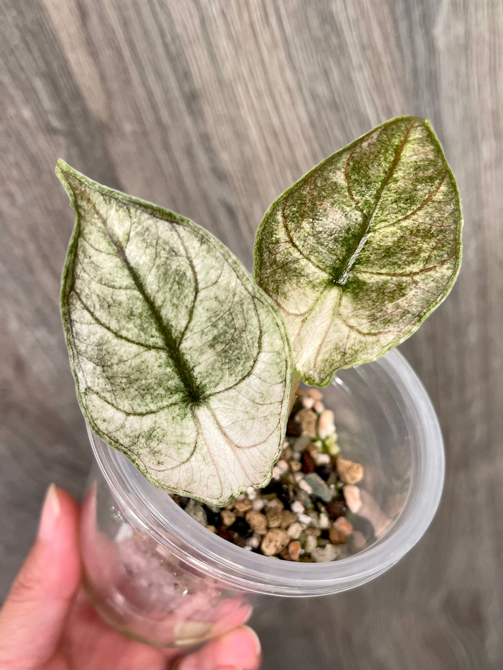 Alocasia Azlanii Pink Mint A