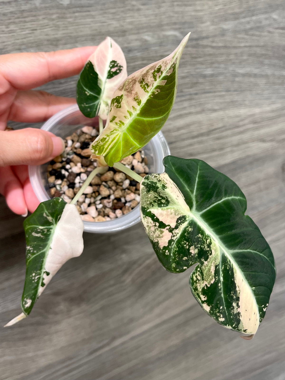 Alocasia Black Velvet Pink A