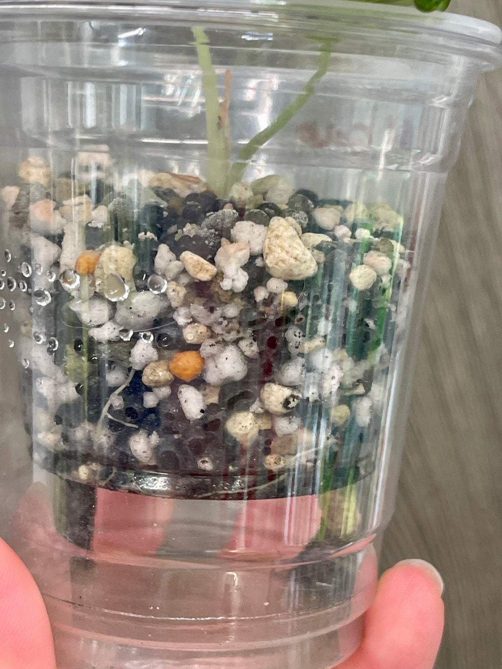 Alocasia Black Velvet Aurea