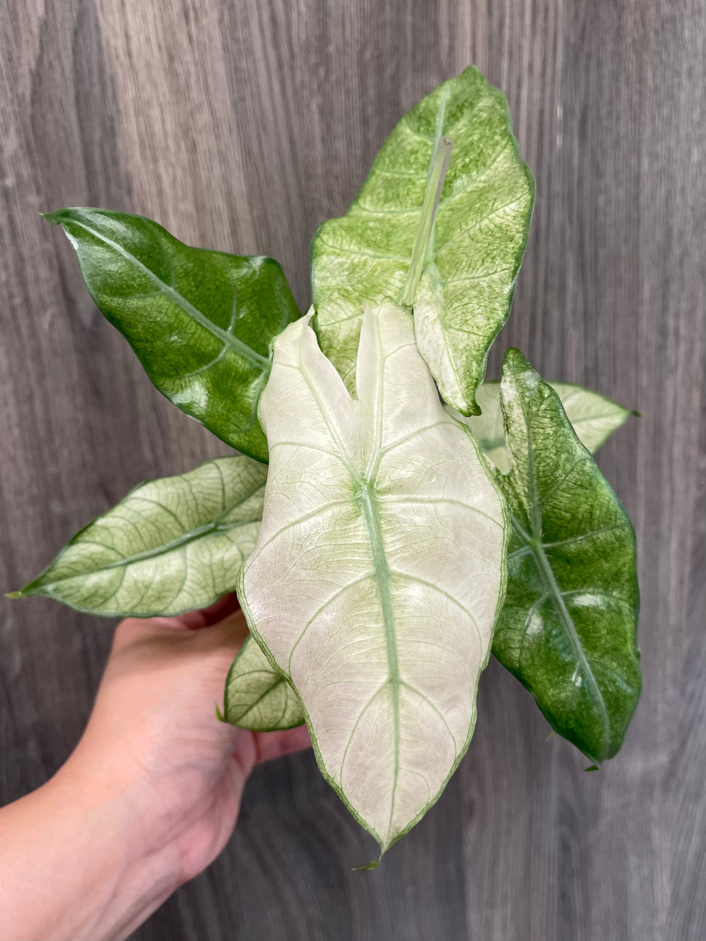 Alocasia Pink Dragon Mint
