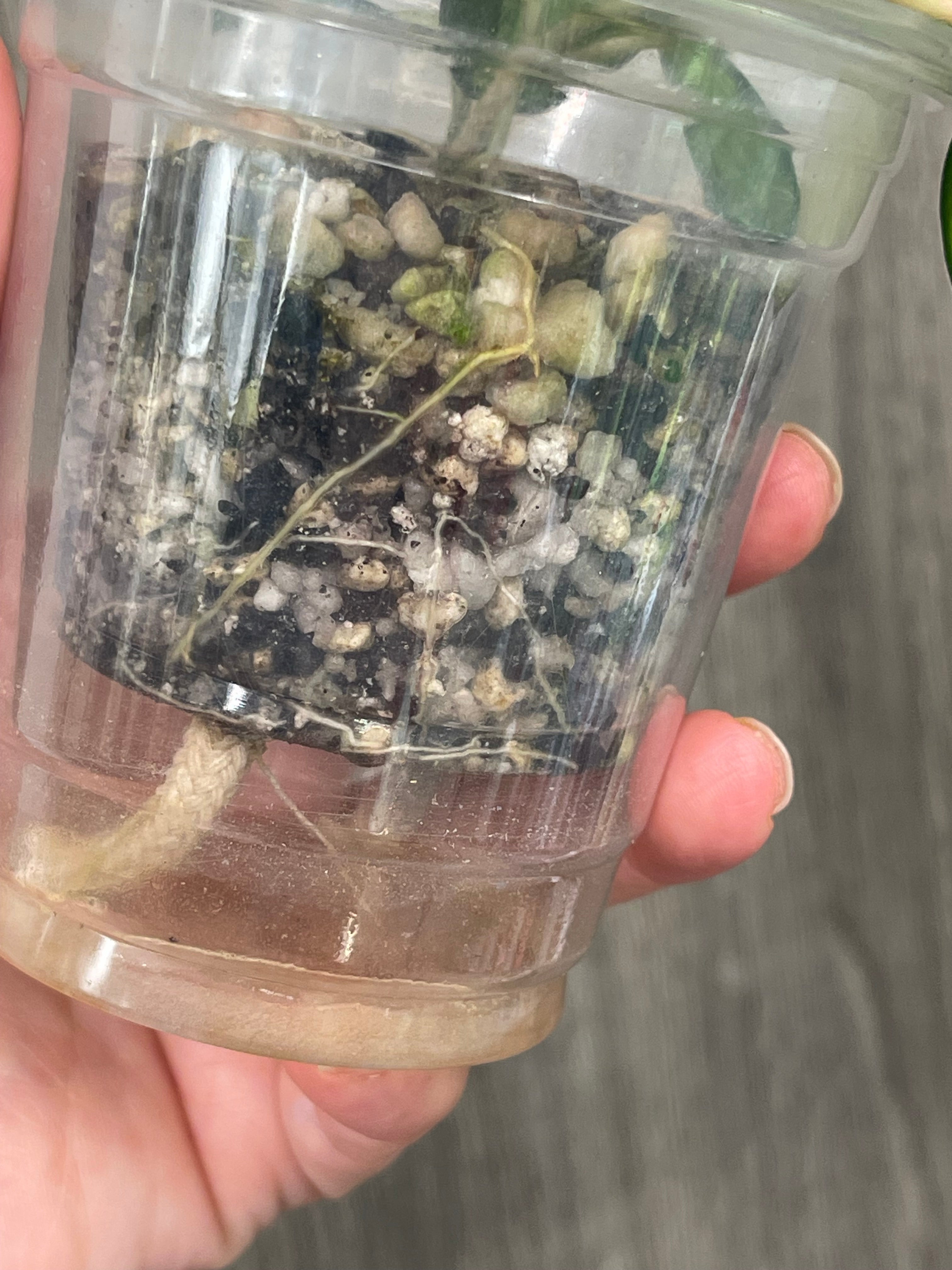 Hoya Mathilde Variegated