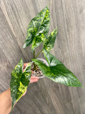 Alocasia Simpo Aurea A