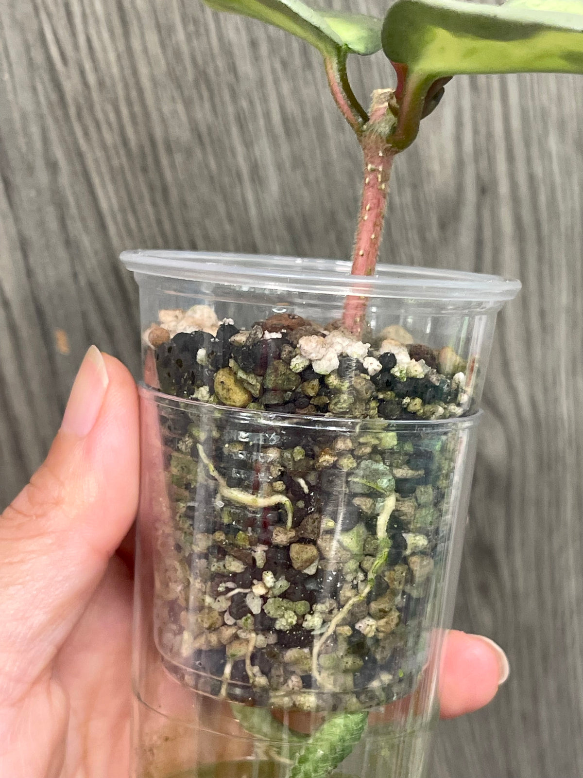 Hoya Argentea Princess A