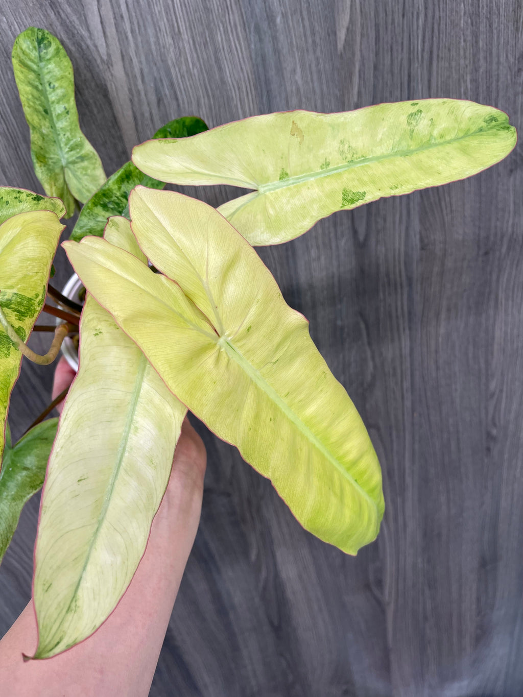 Philodendron Paraiso Verde Aurea