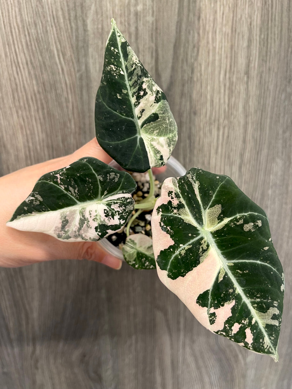 Alocasia Black Velvet Pink A