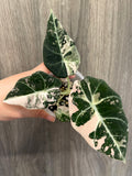 Alocasia Black Velvet Pink A