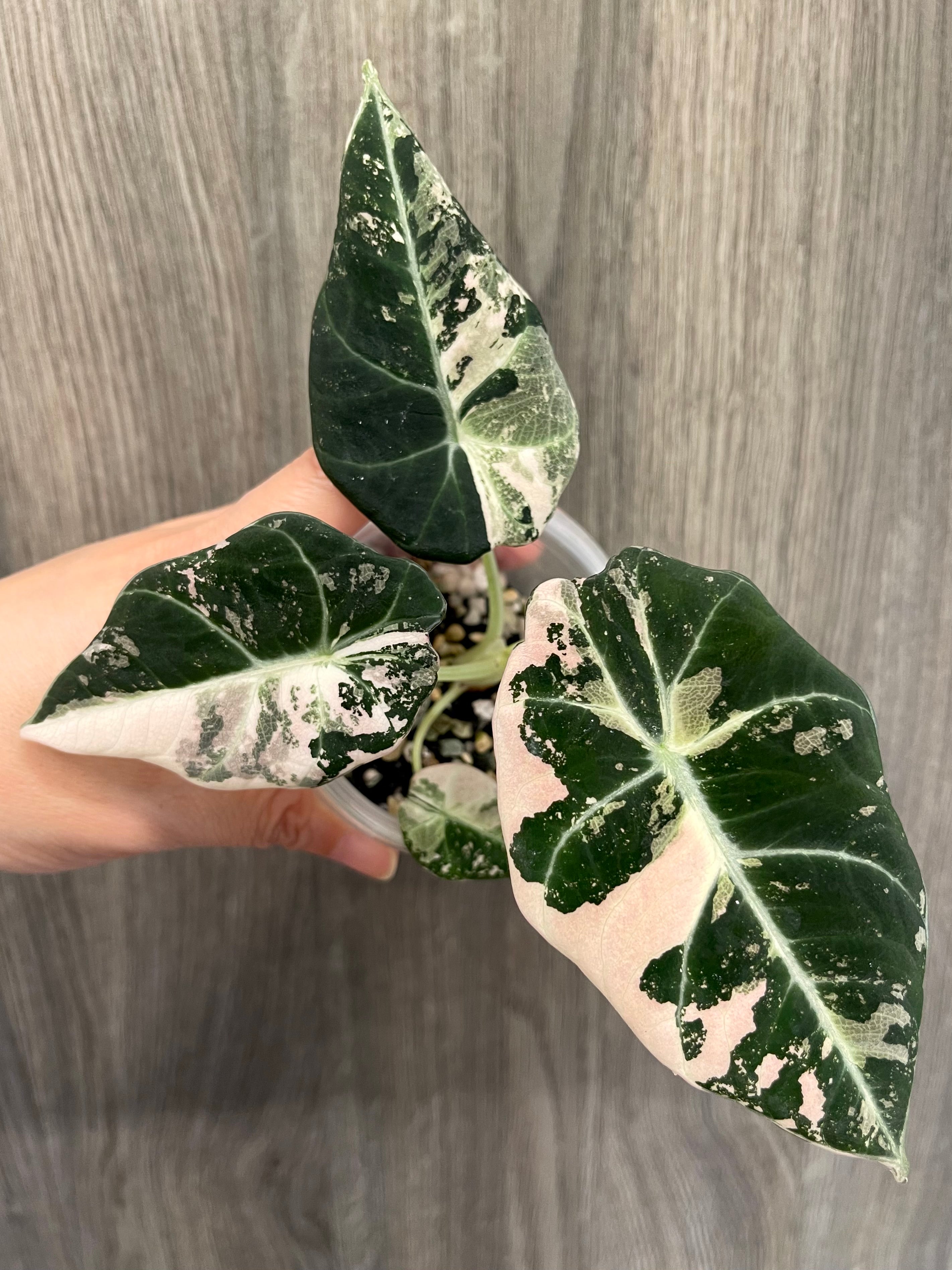 Alocasia Black Velvet Pink A