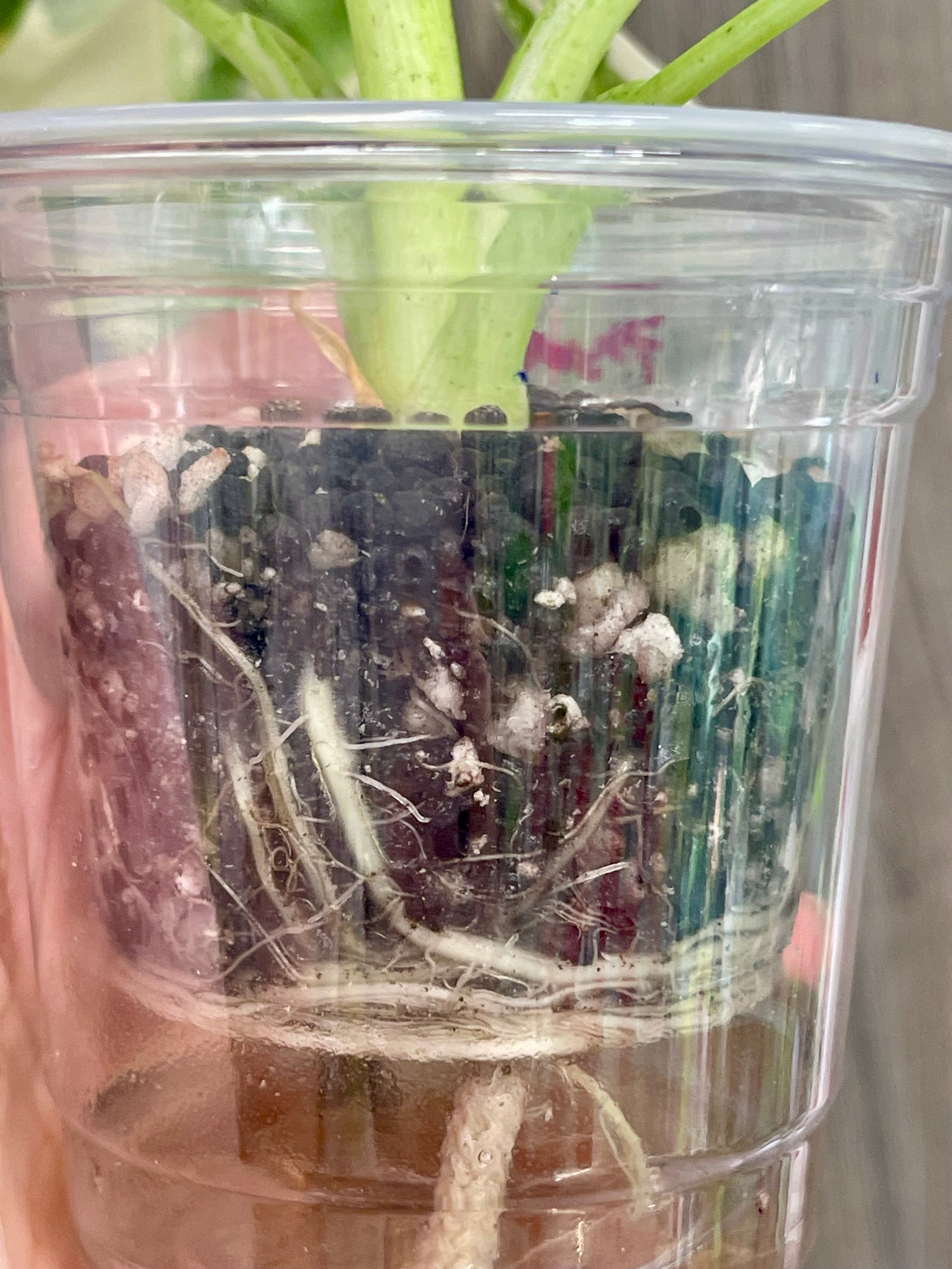 Alocasia Frydek Variegated