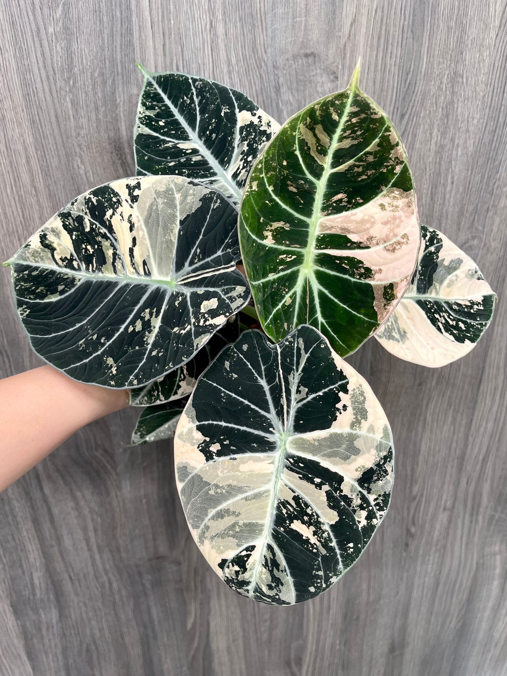 Alocasia Black Velvet Albo B