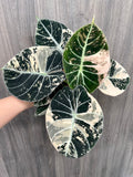 Alocasia Black Velvet Albo B