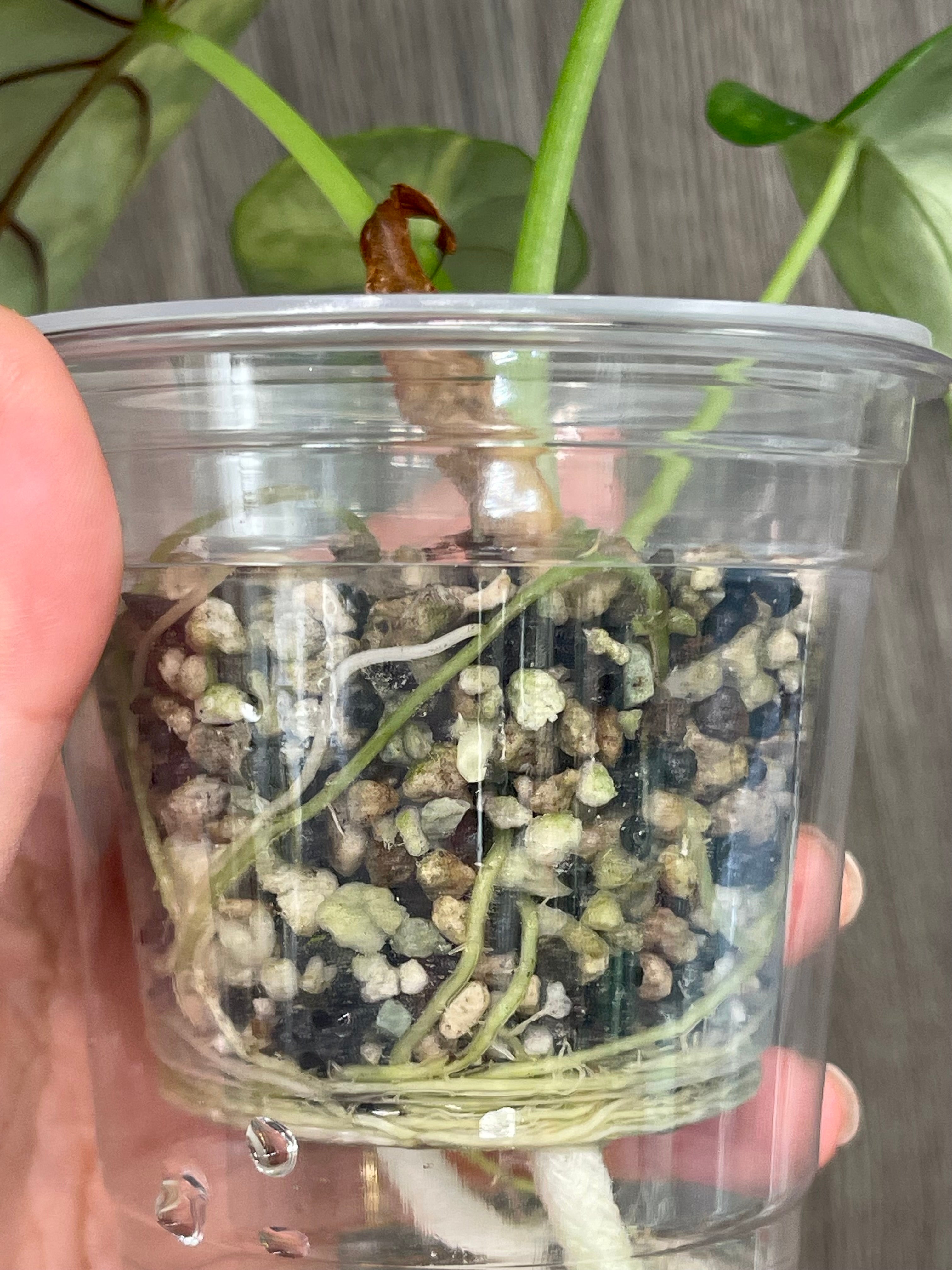 Alocasia Silver Dragon Variegated