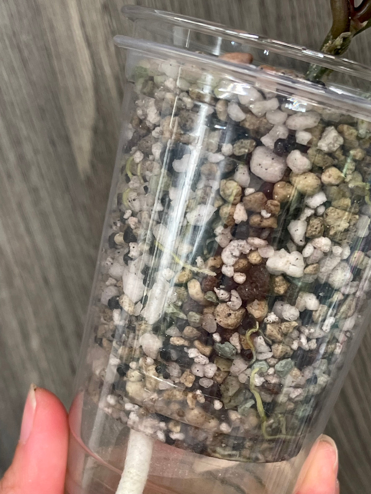 Hoya Argentea Picta C