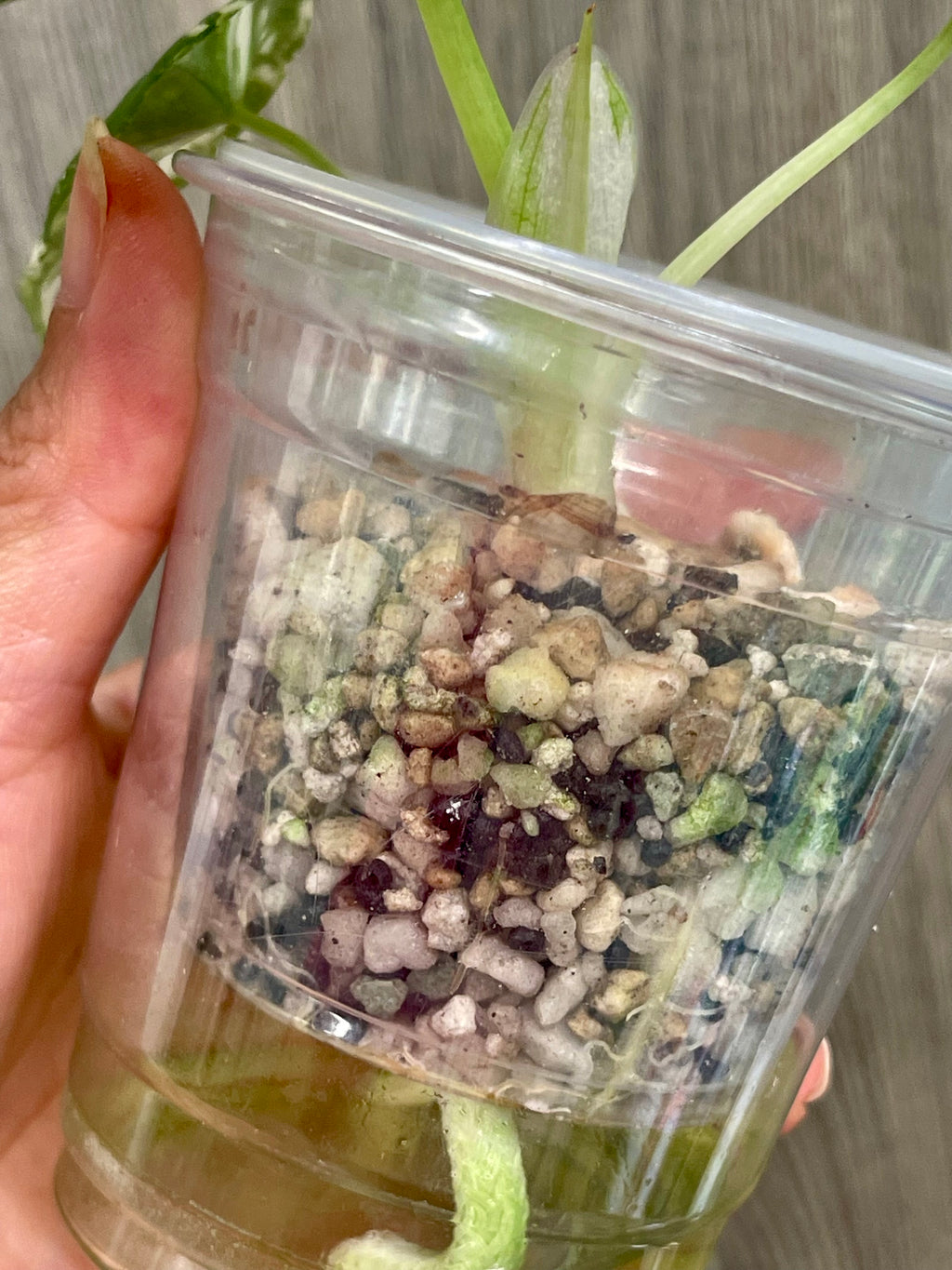 Alocasia Maharani Variegated C