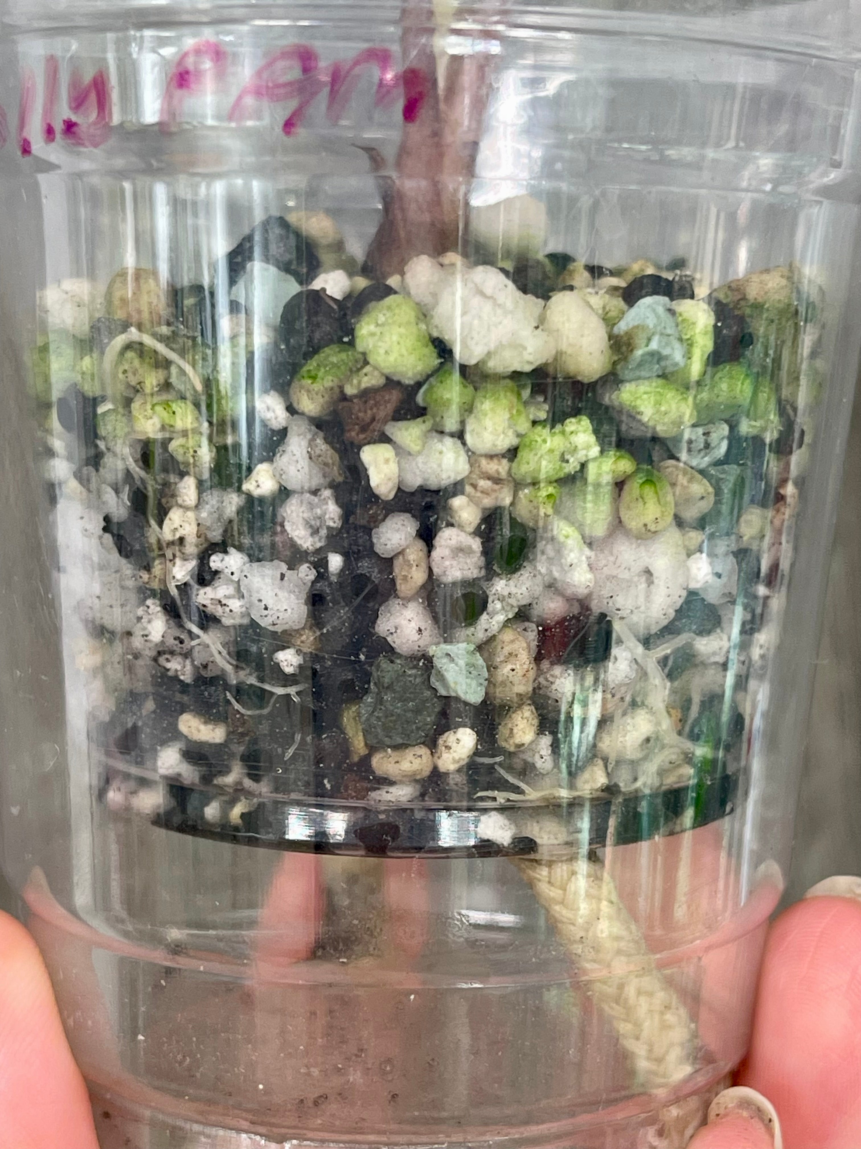 Alocasia Polly Pink Albo Mint C