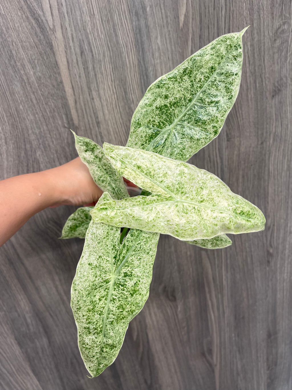 Alocasia Longiloba Mint Marble C