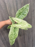 Alocasia Longiloba Mint Marble C