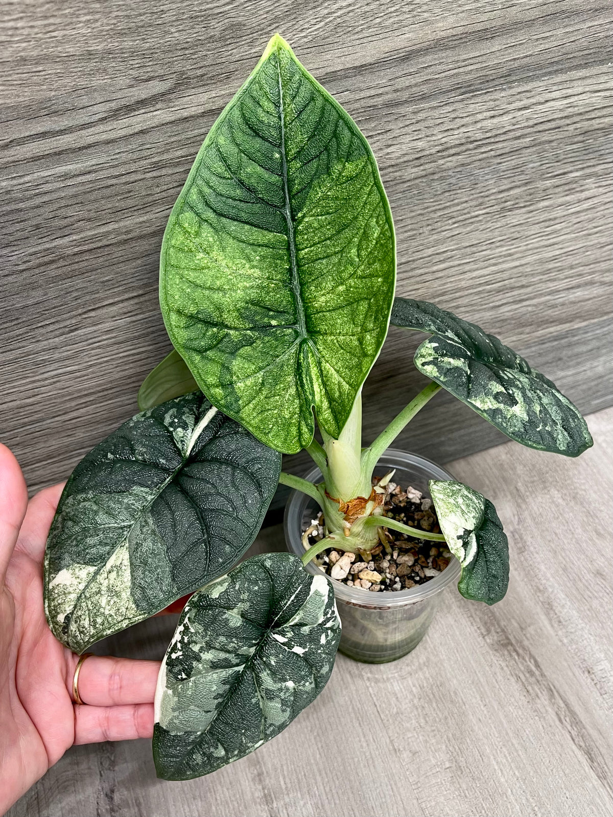 Alocasia Melo Mint B