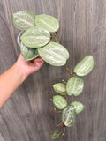 Hoya Latifolia Silver