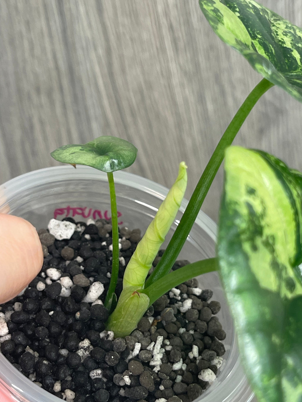 Alocasia Sinuata Albo Mint