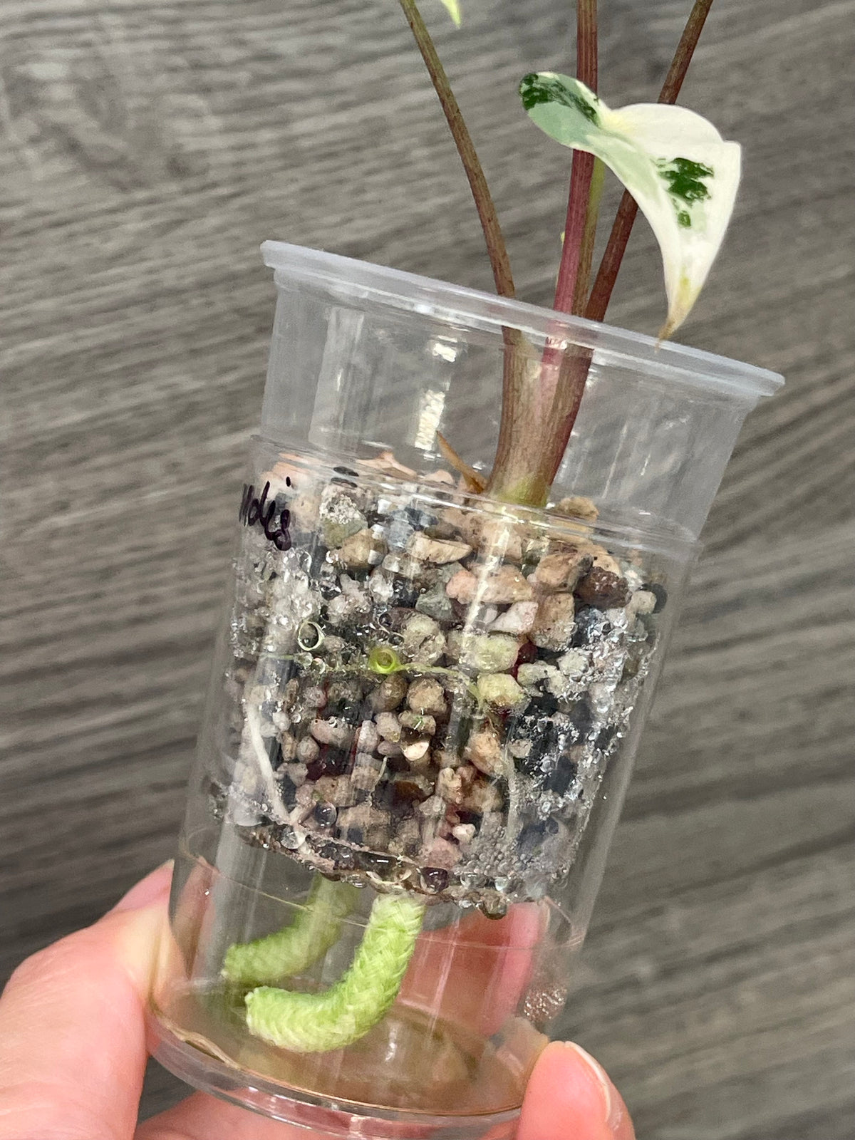 Alocasia Grandis Pink