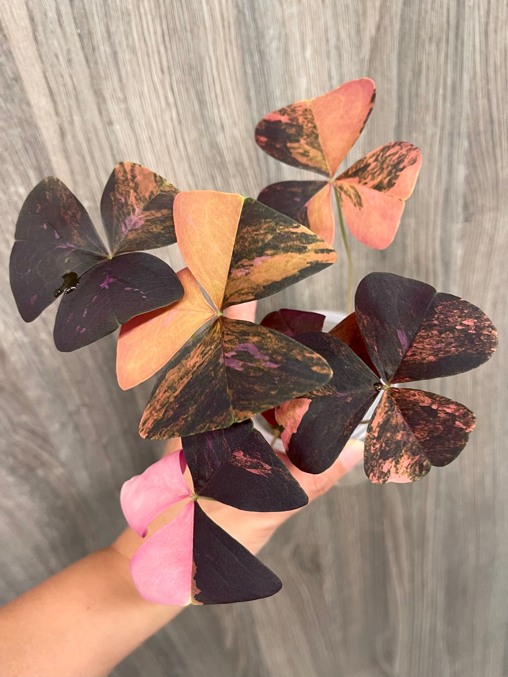 Purple Oxalis Triangularis Variegated